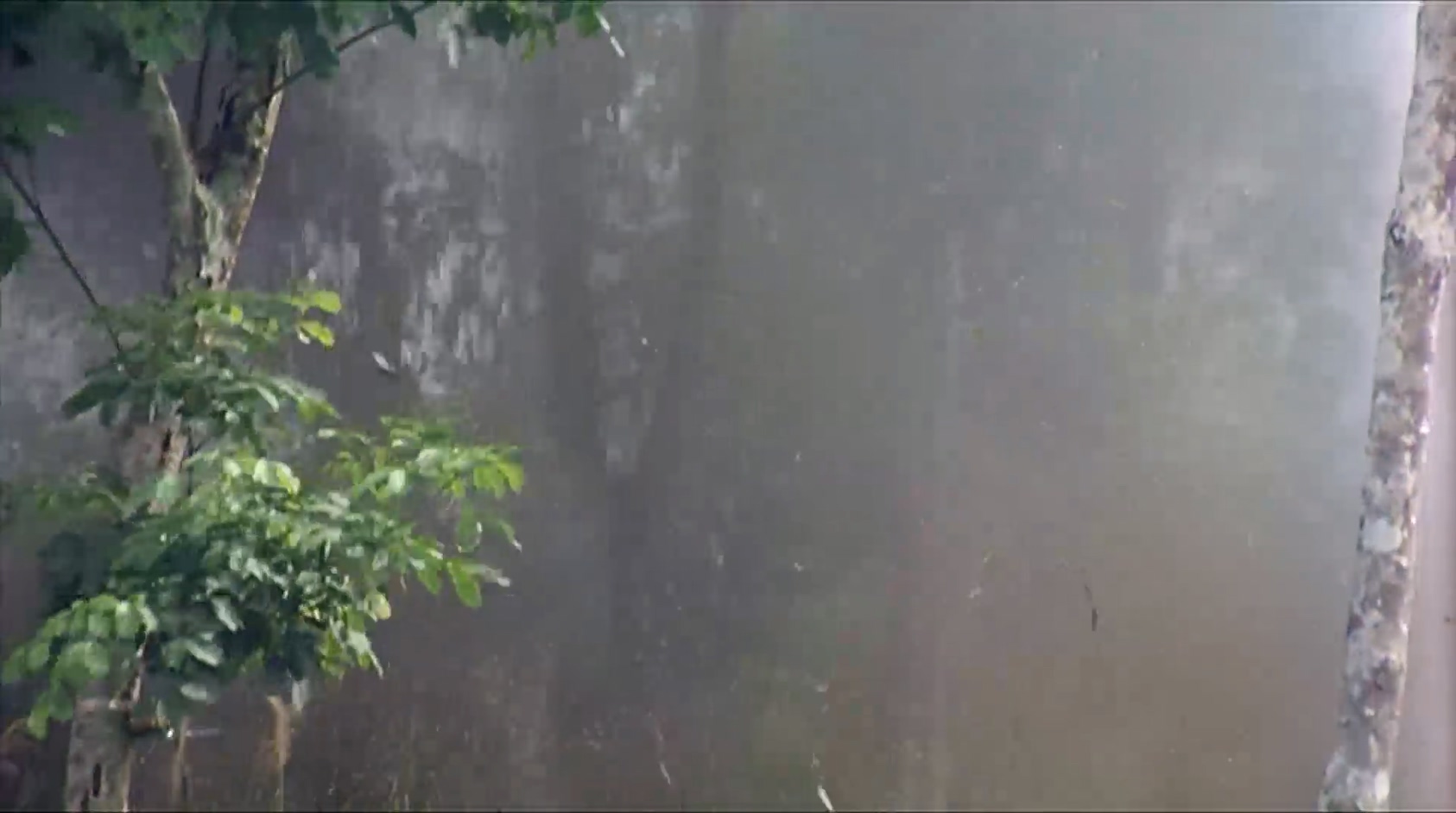 雷场相思树.mkv_20250405_115729.930.jpg