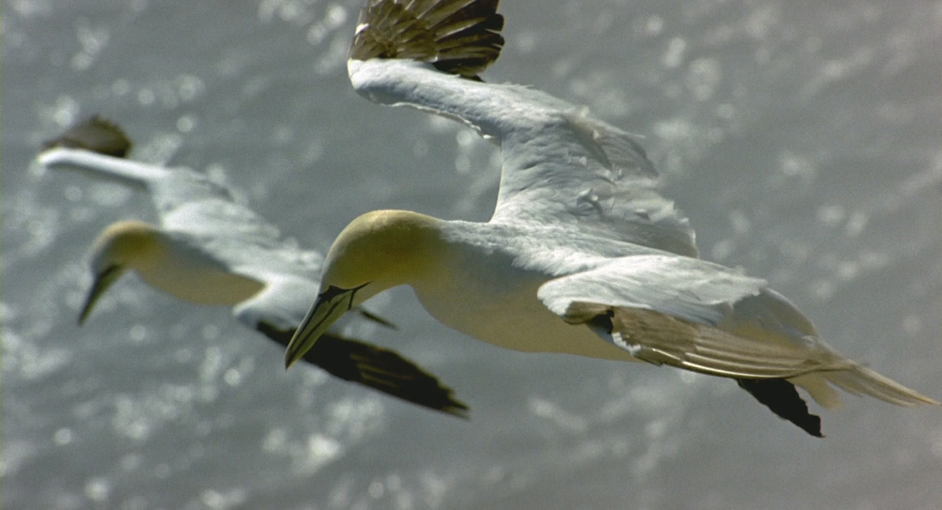 Winged.Migration.2001.Bluray.1080p.DTS.4Audio.x264-CHD.mkv_20250416_201423.613.jpg