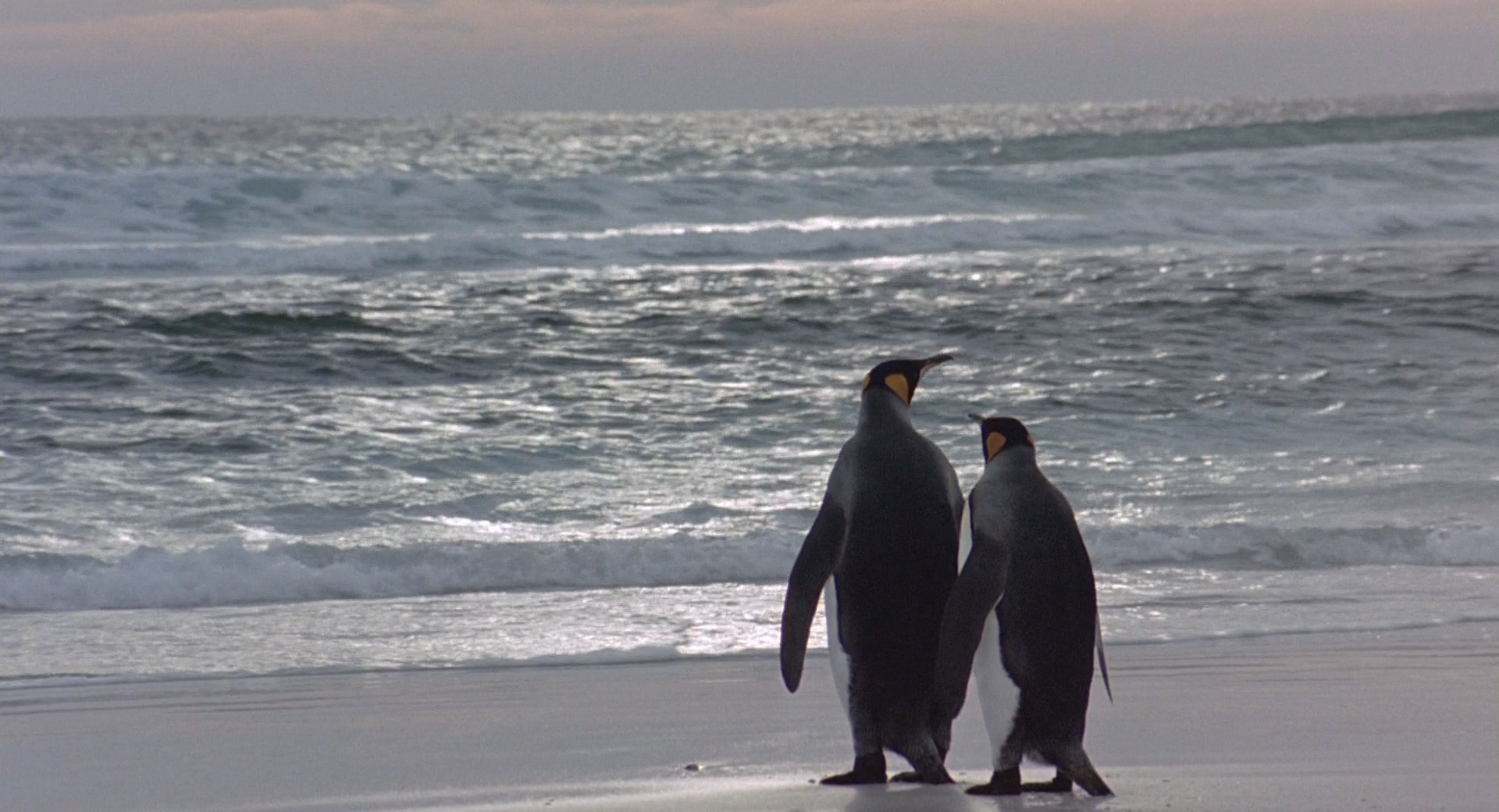Winged.Migration.2001.Bluray.1080p.DTS.4Audio.x264-CHD.mkv_20250416_202634.196.jpg