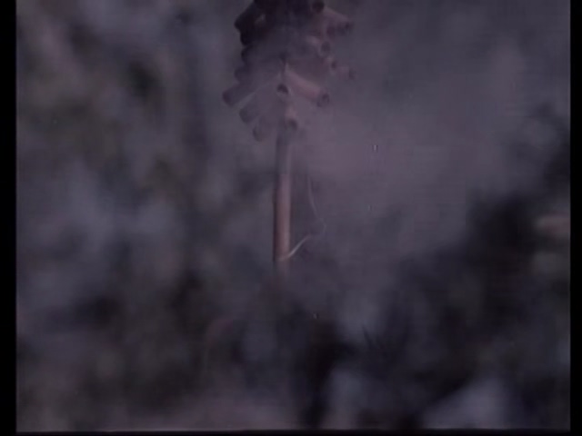 山菊花 1982.mp4_20250508_145332.524.jpg