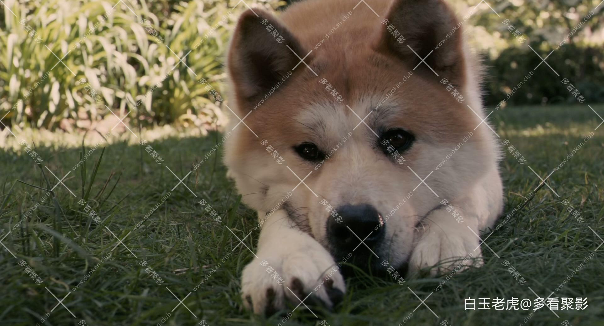 Hachi.A.Dog&#039;s.Tale.2009.1080p.Bluray.DTS-HD.MA.5.1.x265.10bit-DreamHD.mkv_2.jpg