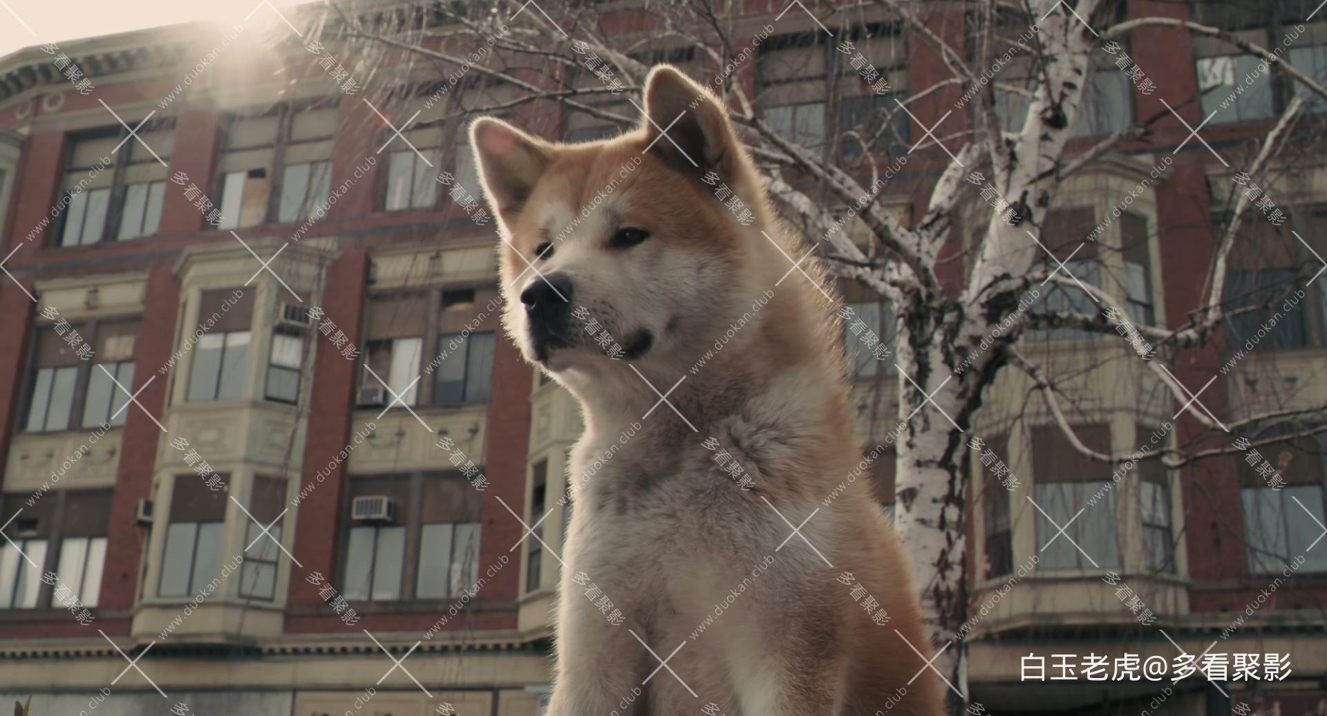 Hachi.A.Dog&#039;s.Tale.2009.1080p.Bluray.DTS-HD.MA.5.1.x265.10bit-DreamHD.mkv_2.jpg