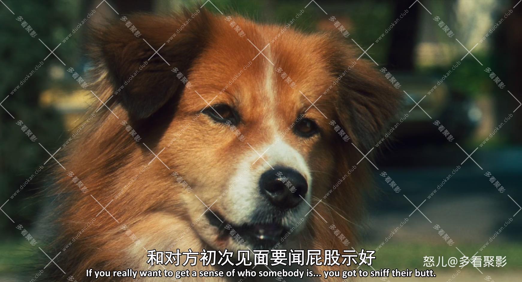 怪医杜立德.Dr.Dolittle.1998.1080p.BluRay.x265.3audio-RARBG.mkv_20260717_112146.263.jpg