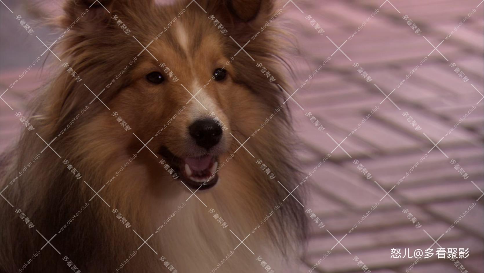 怪医杜立德5百万傻蛋.Dr.Dolittle.Million.Dollar.Mutts.2009.1080p.BluRay.x265.2aud.jpg