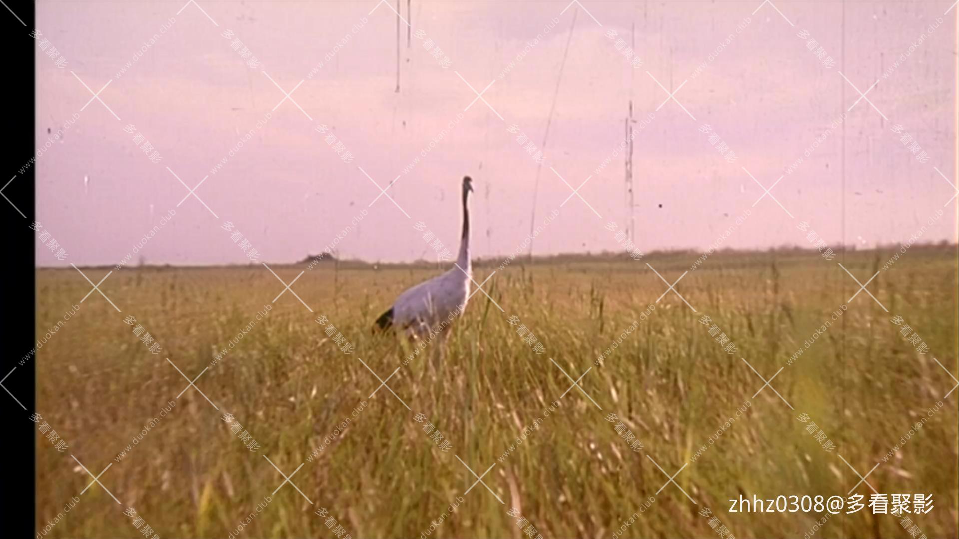 飞来的仙鹤 1982.mp4_20260718_133914213.jpg