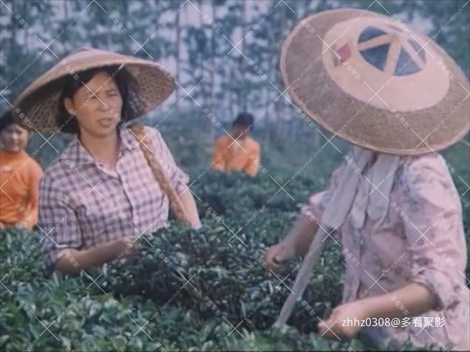 竹山青青(1982).mkv_20260718_144820403.jpg